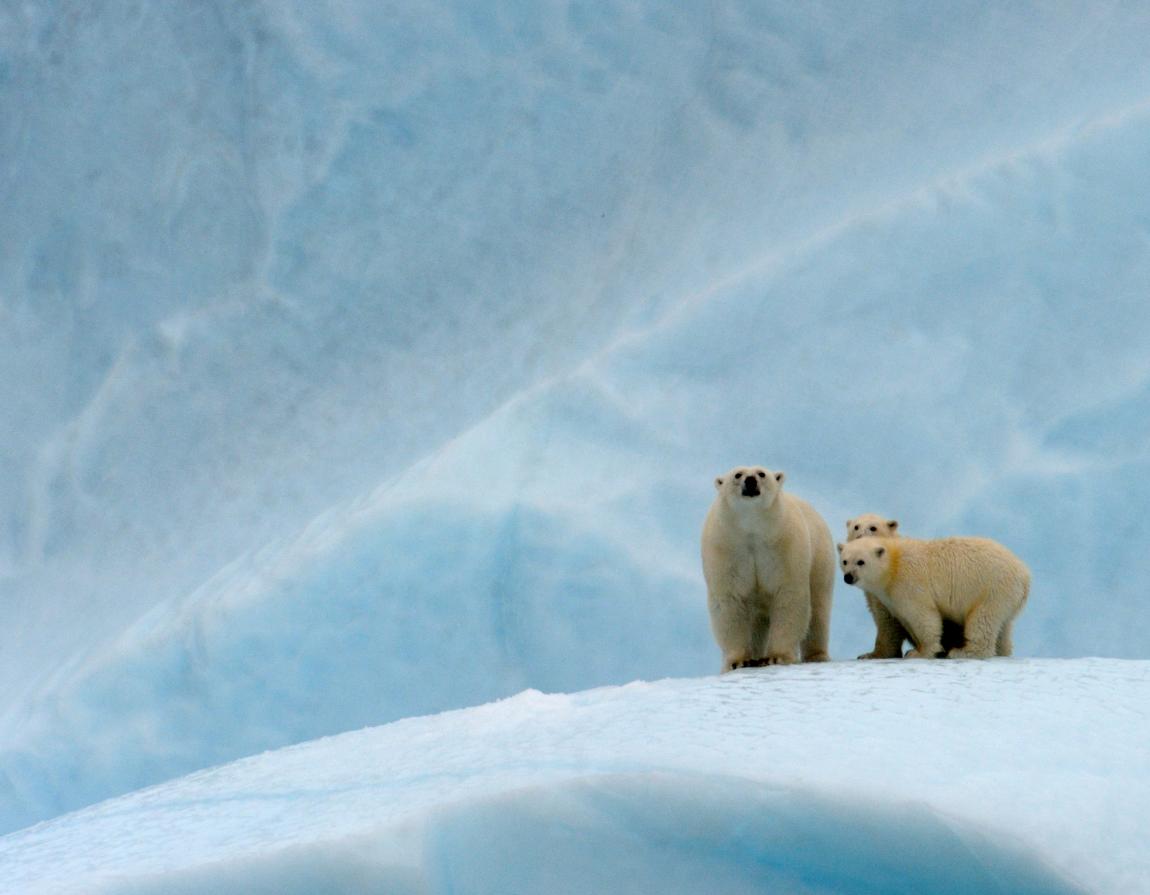 polar-bears-wwf